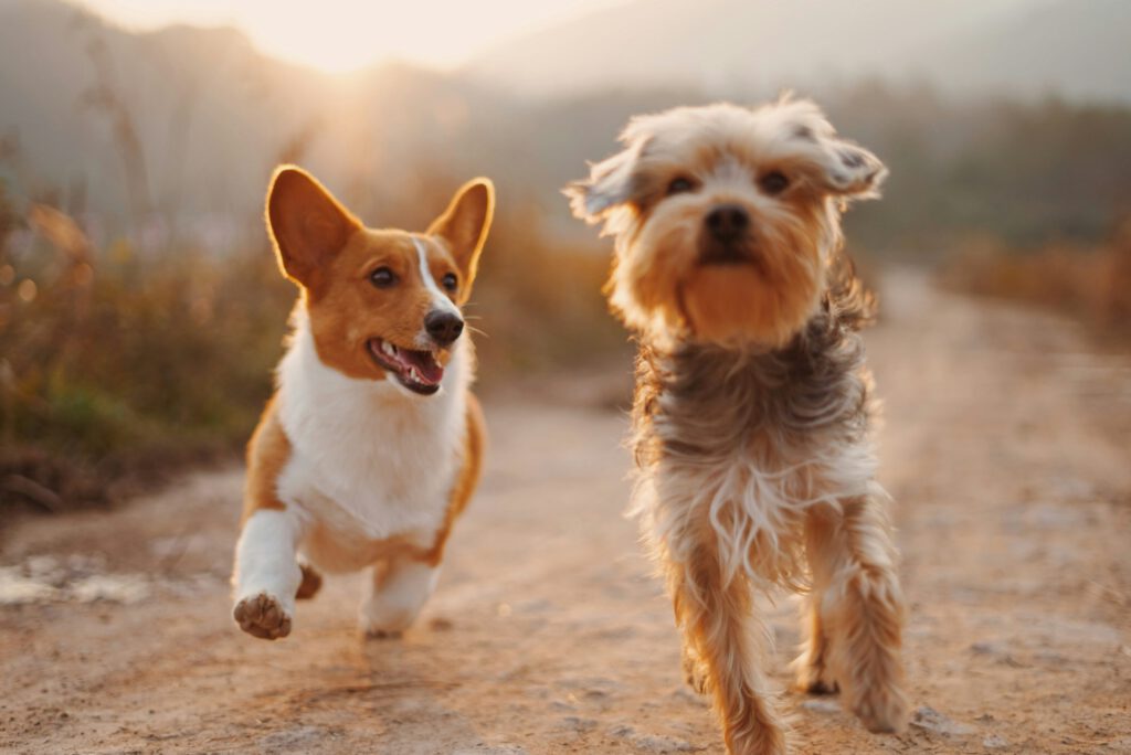 two dogs joyfully running